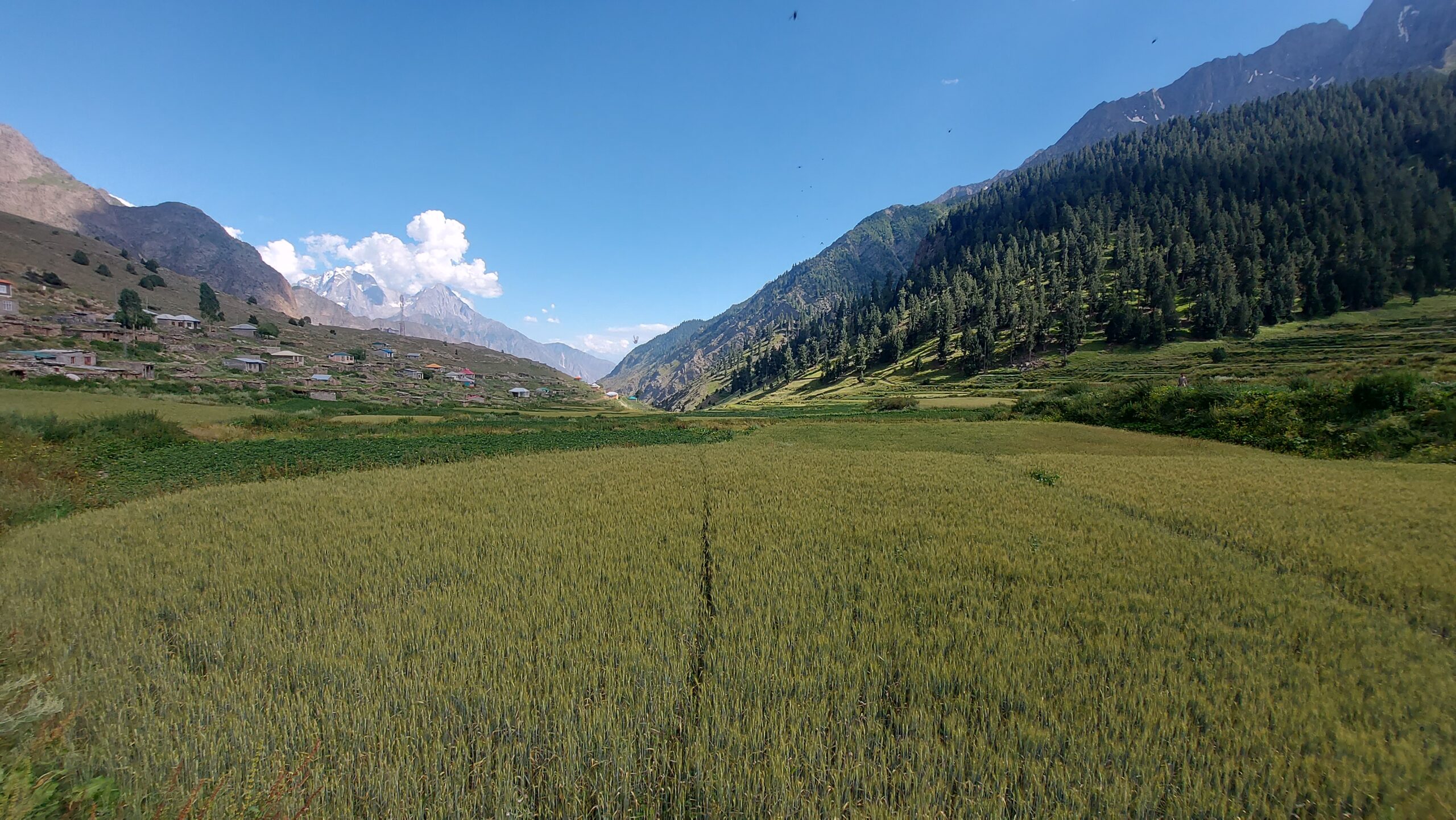 Hamlet, Naltar, Gilgit